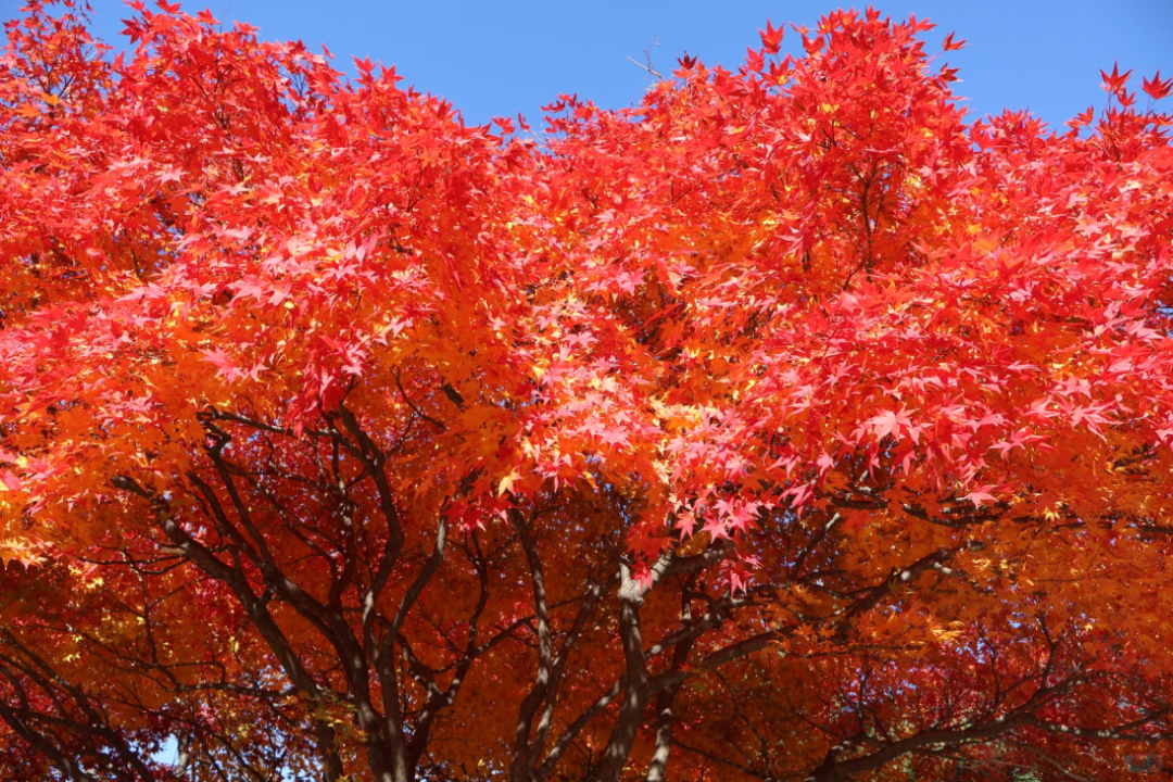 AC米兰(中国)体育官方网站-MILAN SPORTS